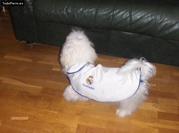 La foto del perro