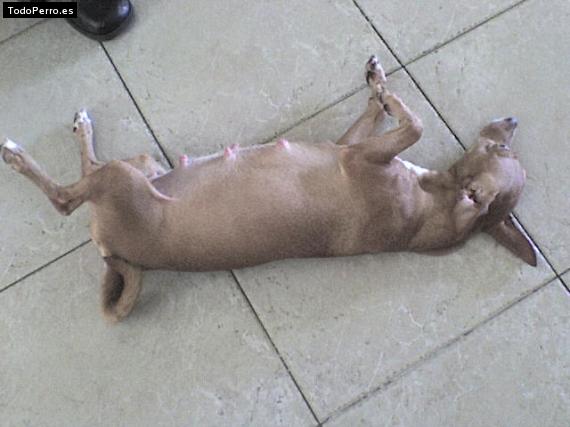 La foto del perro