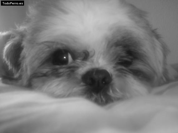 La foto del perro