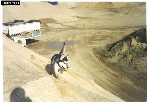 La foto del perro