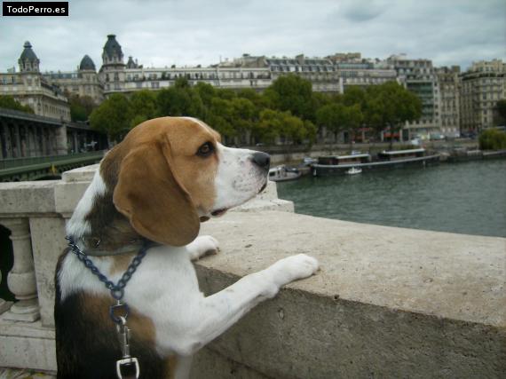 La foto del perro