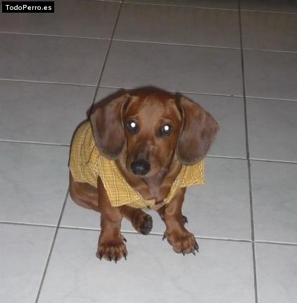 La foto del perro