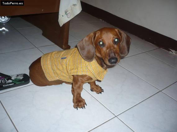 La foto del perro