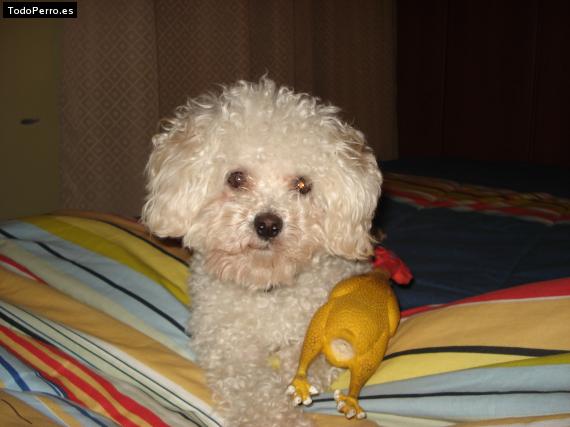 La foto del perro