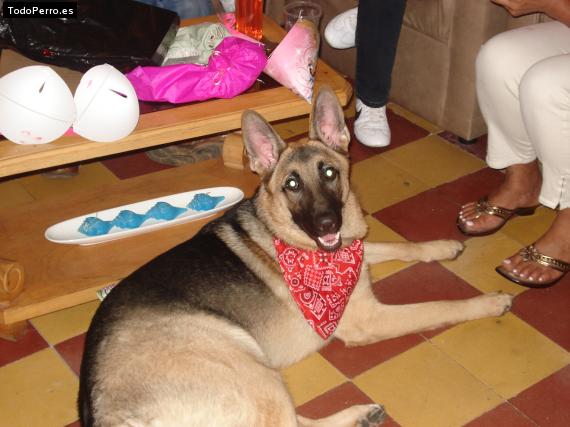 La foto del perro