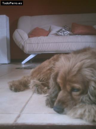 La foto del perro