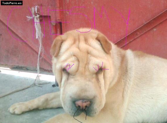 La foto del perro