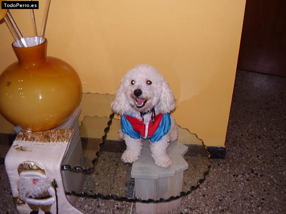 La foto del perro