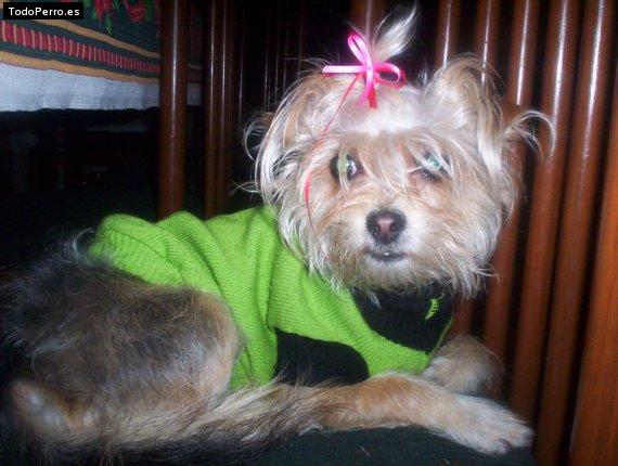 La foto del perro