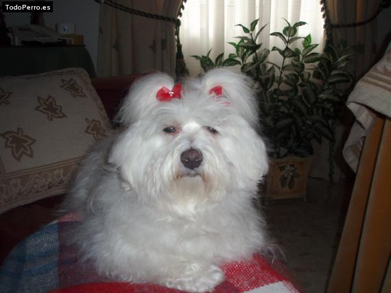La foto del perro