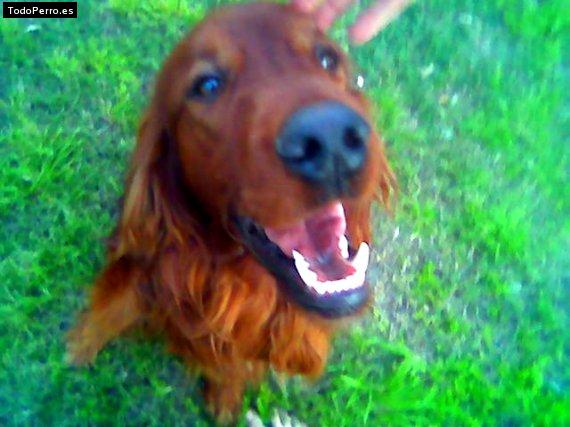 La foto del perro