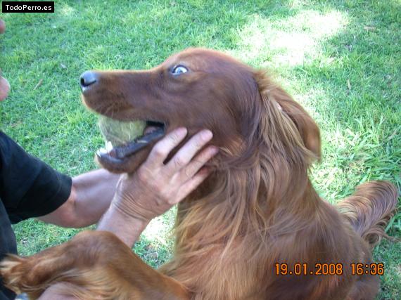 La foto del perro