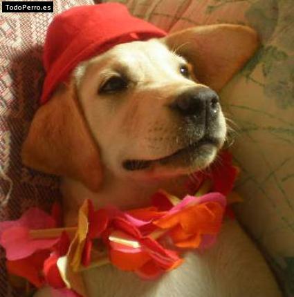 La foto del perro