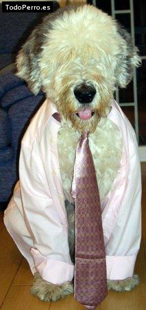 La foto del perro