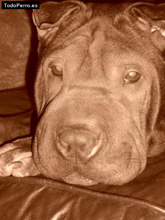 La foto del perro