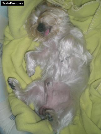 La foto del perro