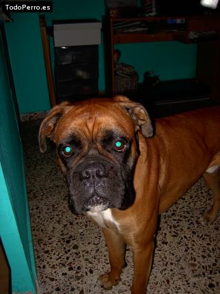 La foto del perro