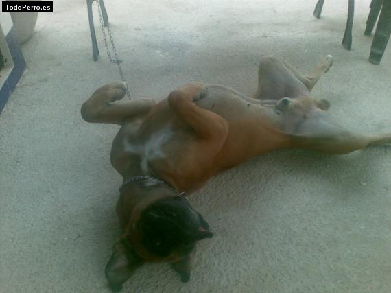 La foto del perro