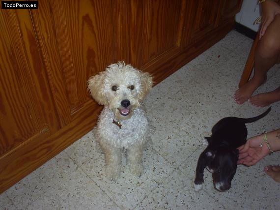 La foto del perro