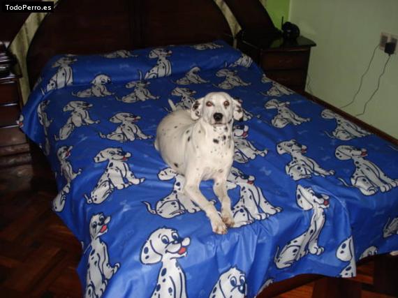 La foto del perro