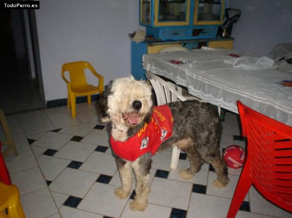 La foto del perro
