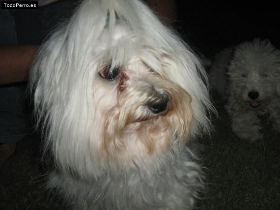 La foto del perro