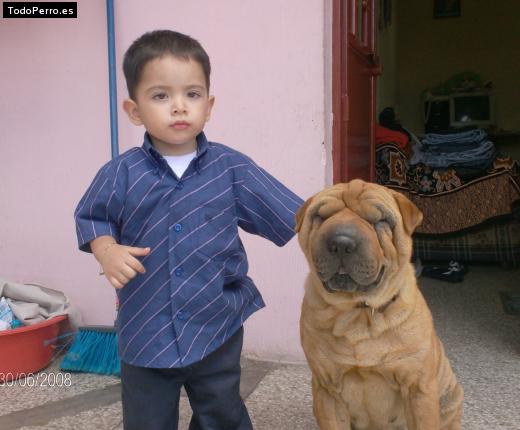 La foto del perro