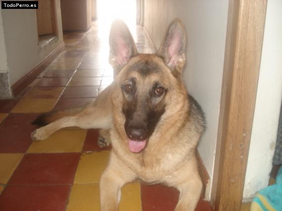 La foto del perro