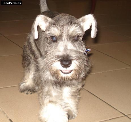 La foto del perro
