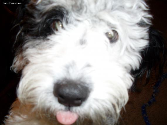 La foto del perro