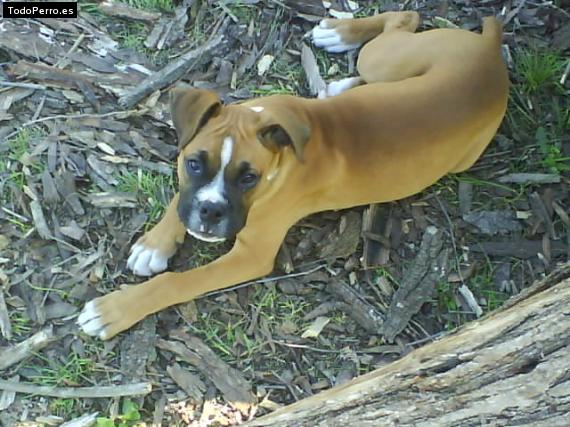 Foto del perro Romeo