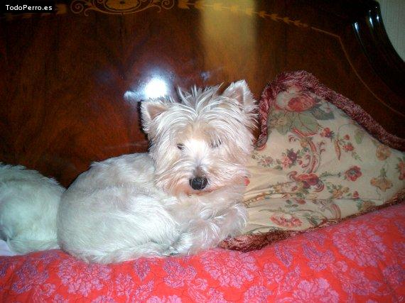 La foto del perro