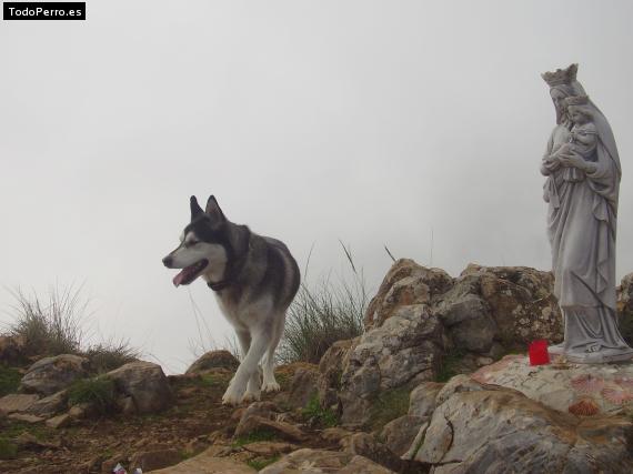 La foto del perro