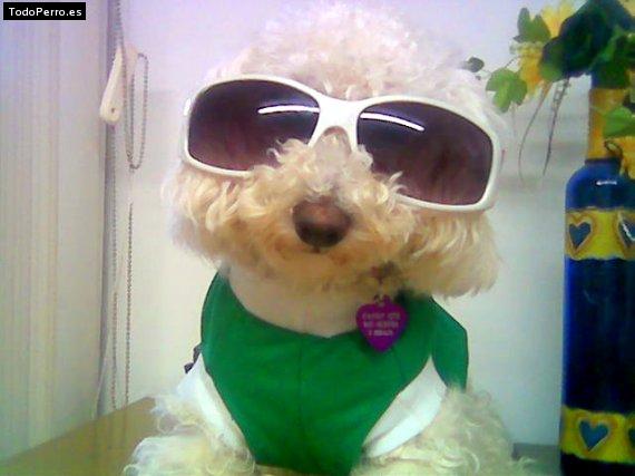 La foto del perro