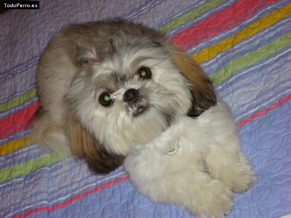 La foto del perro