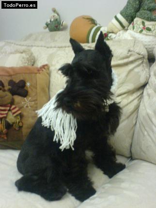 La foto del perro