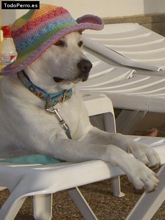 La foto del perro