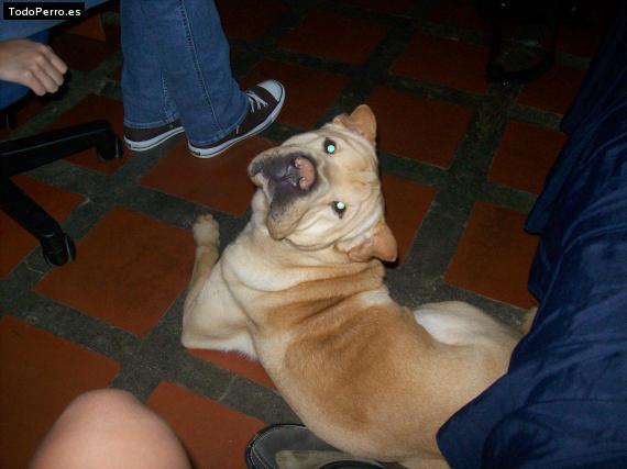 La foto del perro