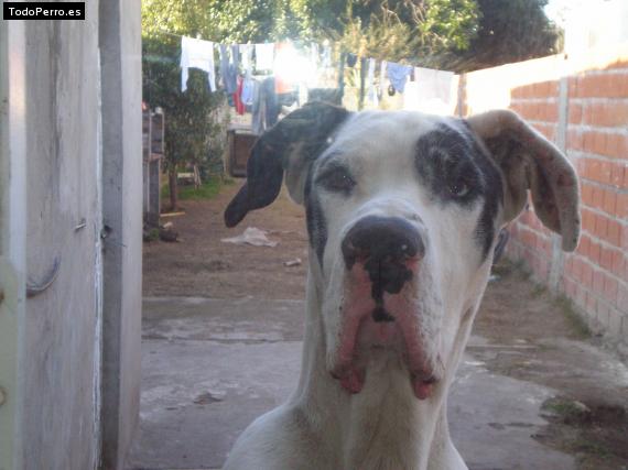 Foto del perro Camilo