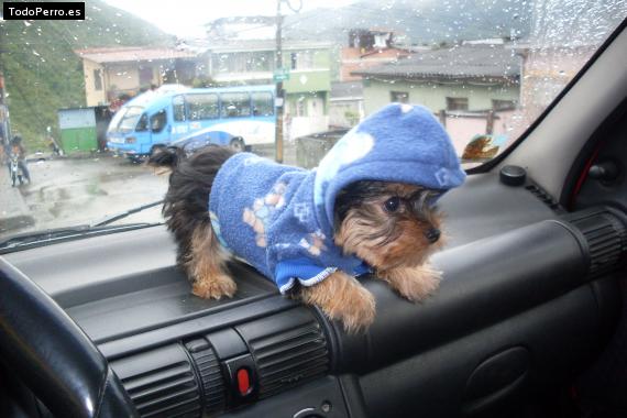 La foto del perro