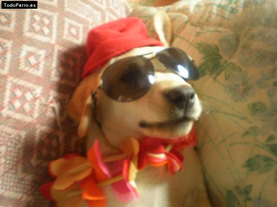 La foto del perro