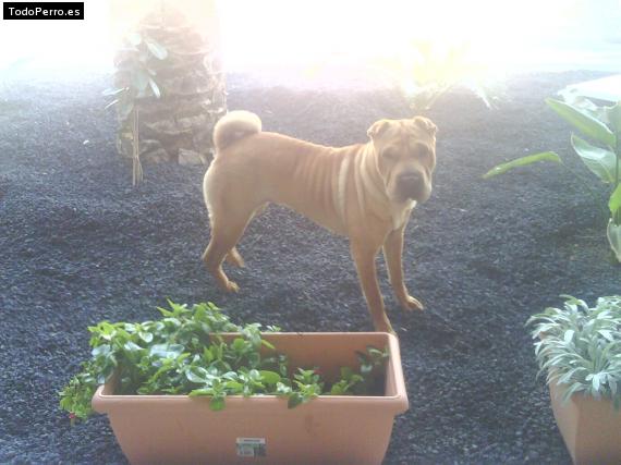 La foto del perro