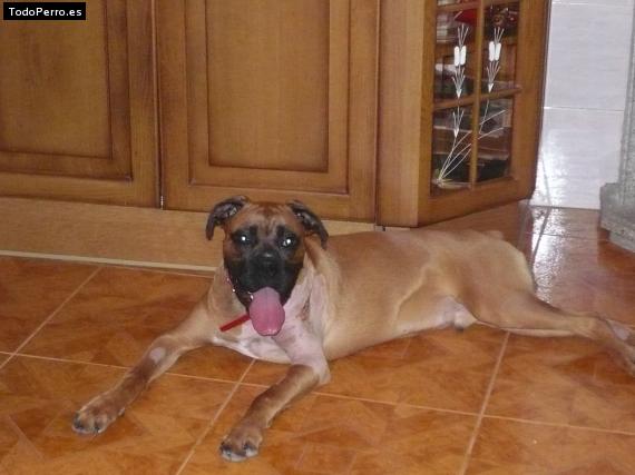La foto del perro