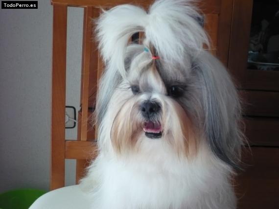 La foto del perro