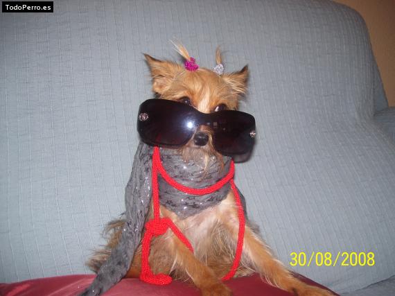 La foto del perro
