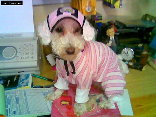 La foto del perro