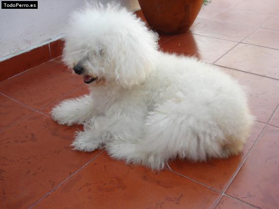 La foto del perro