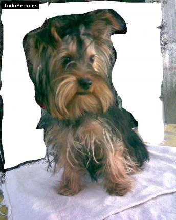 La foto del perro