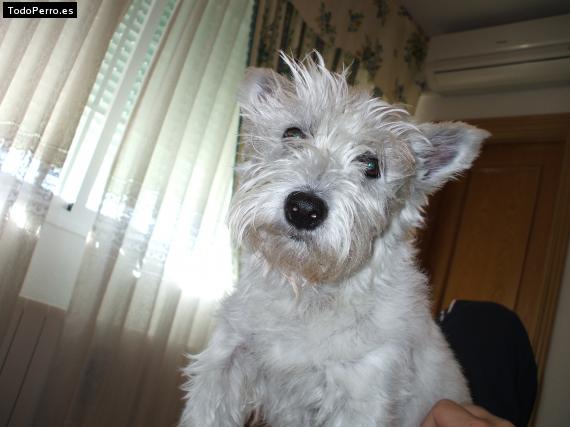 La foto del perro