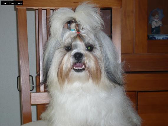 La foto del perro